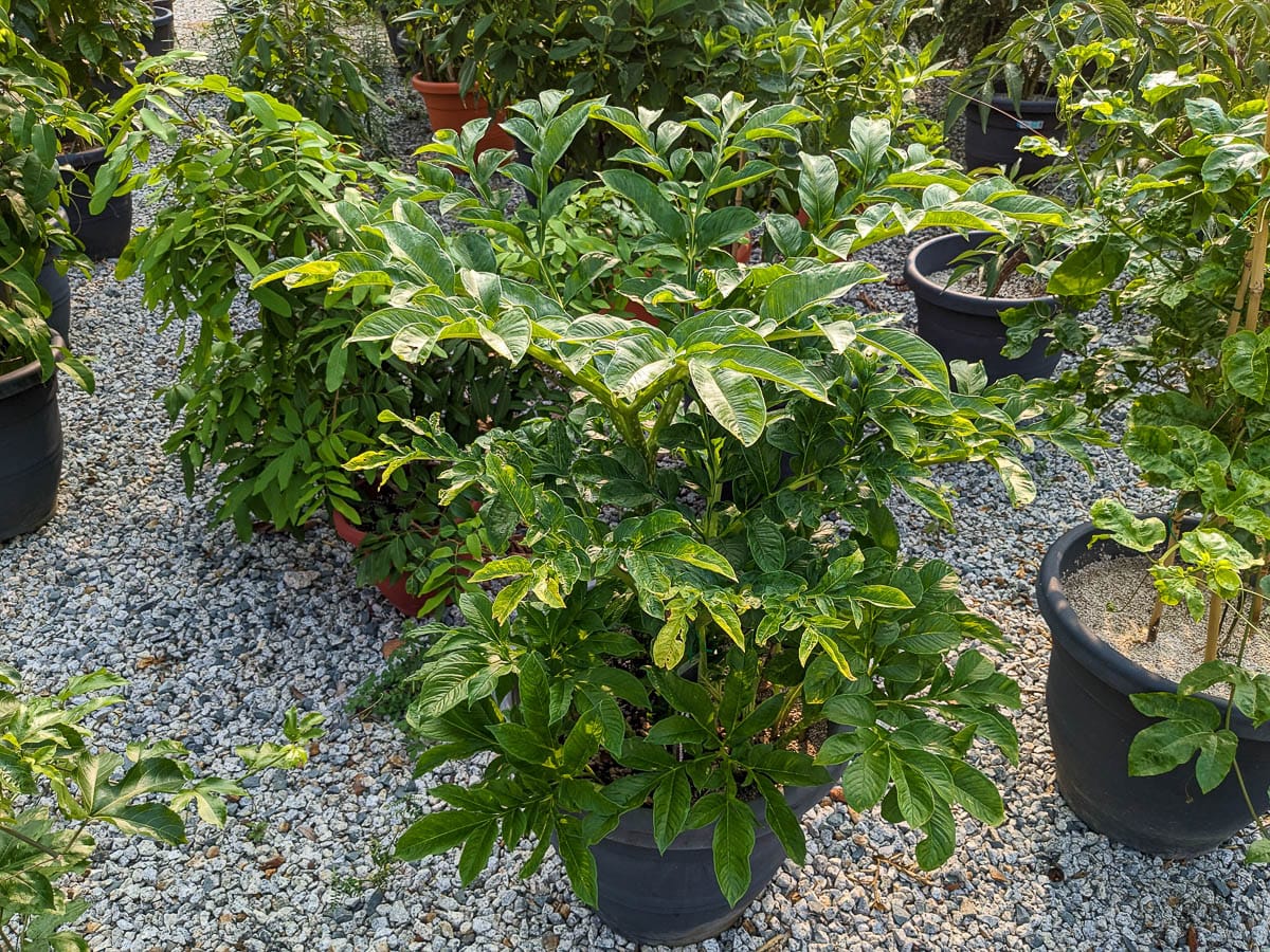 Top view of a potted elephant foot yam plant on a gravel surface with other potted plants around it.